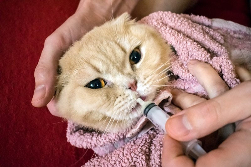 Come somministrare farmaci a un gatto