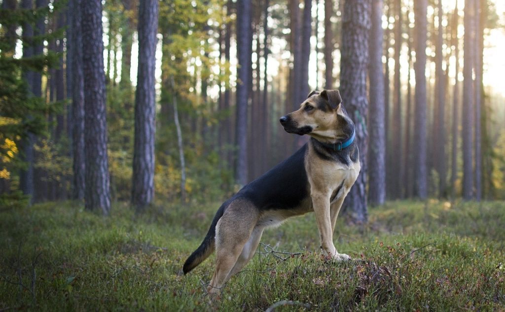Trekking con i cani: i benefici e le attrezzature necessarie
